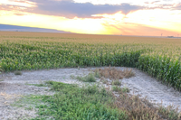 Wide view of a corn field